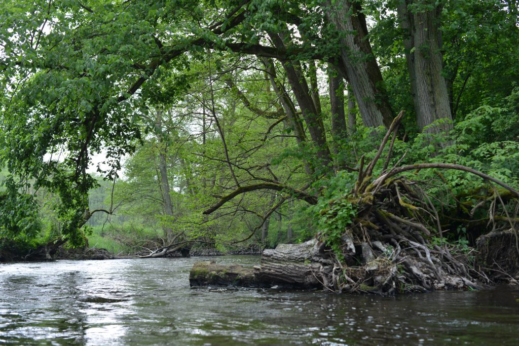 Spływy kajakowe rzekami Warta Wełna i Flinta niezapomniane widoki